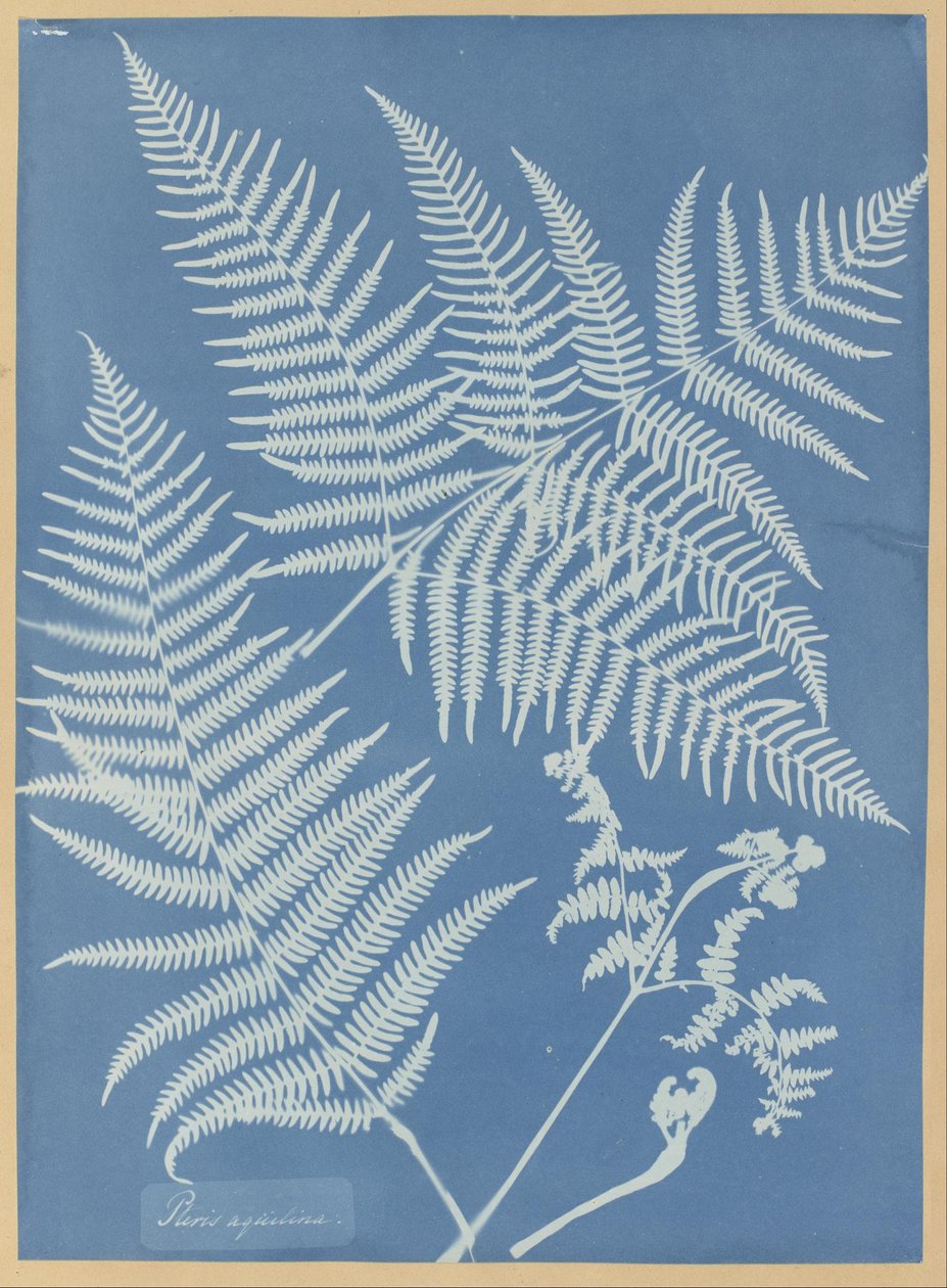 蕨 作者 安娜·阿特金斯（Anna Atkins）