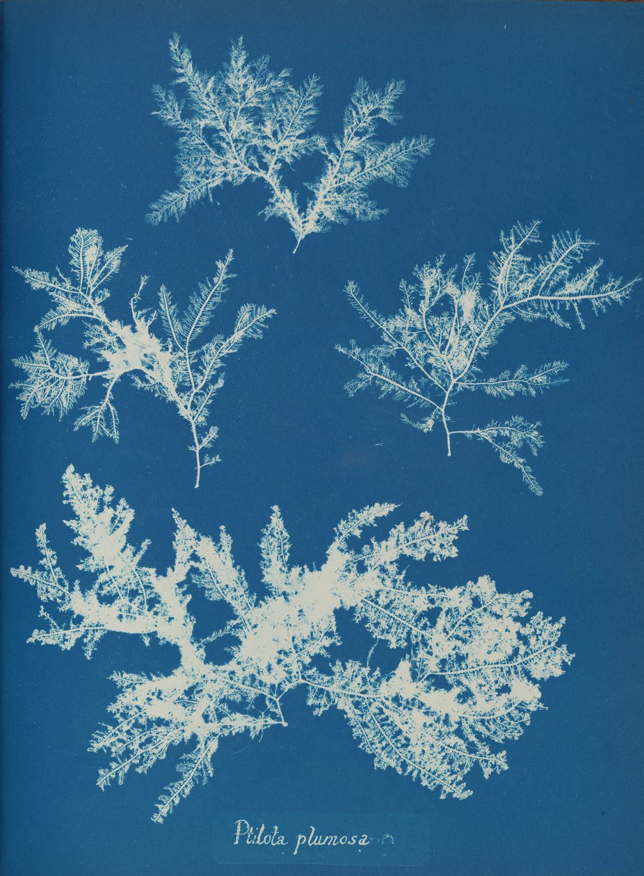 Ptilota plumosa, ca. 1853. 作者 安娜·阿特金斯（Anna Atkins）