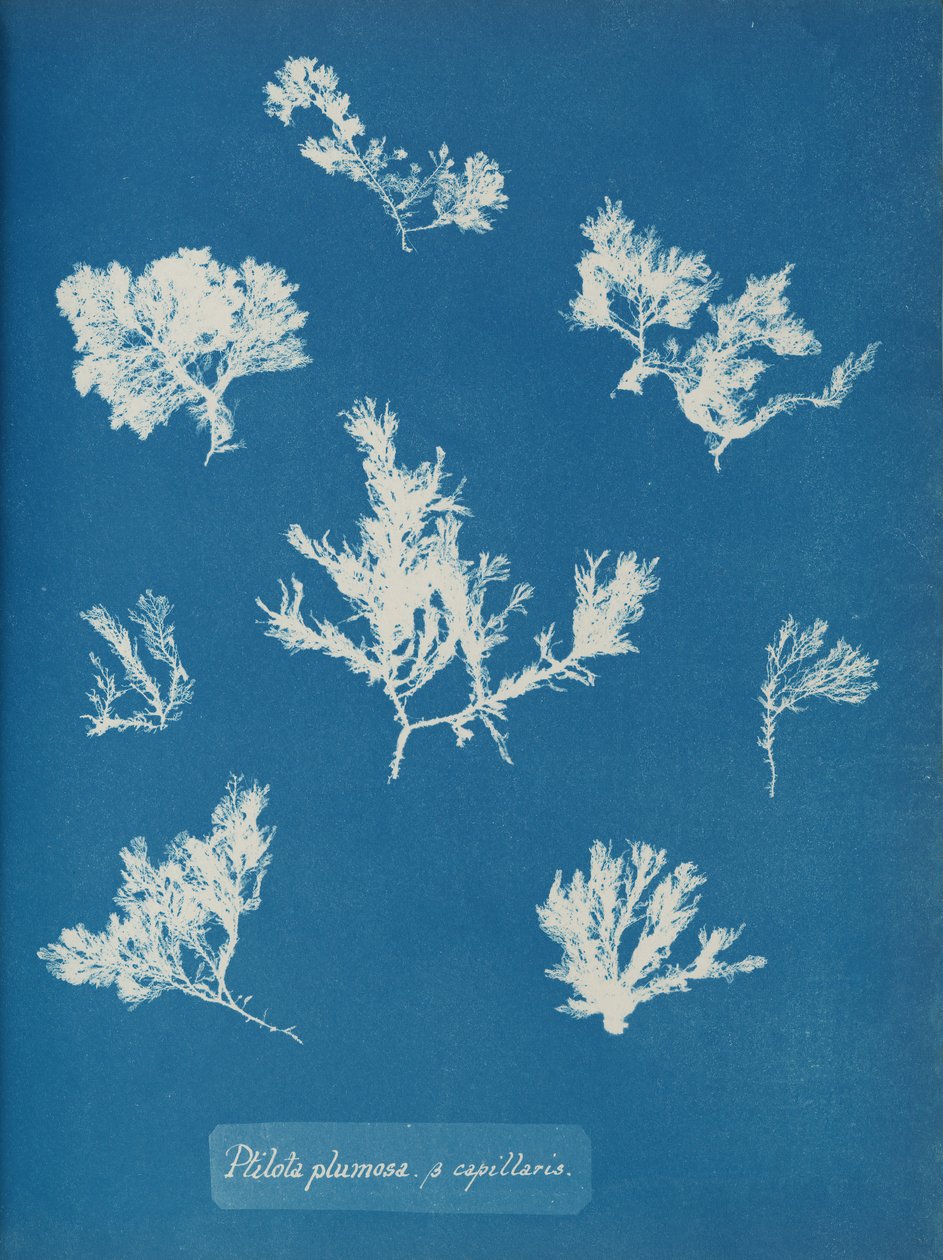Ptilota plumosa. ß capillaris, ca. 1853. 作者 安娜·阿特金斯（Anna Atkins）
