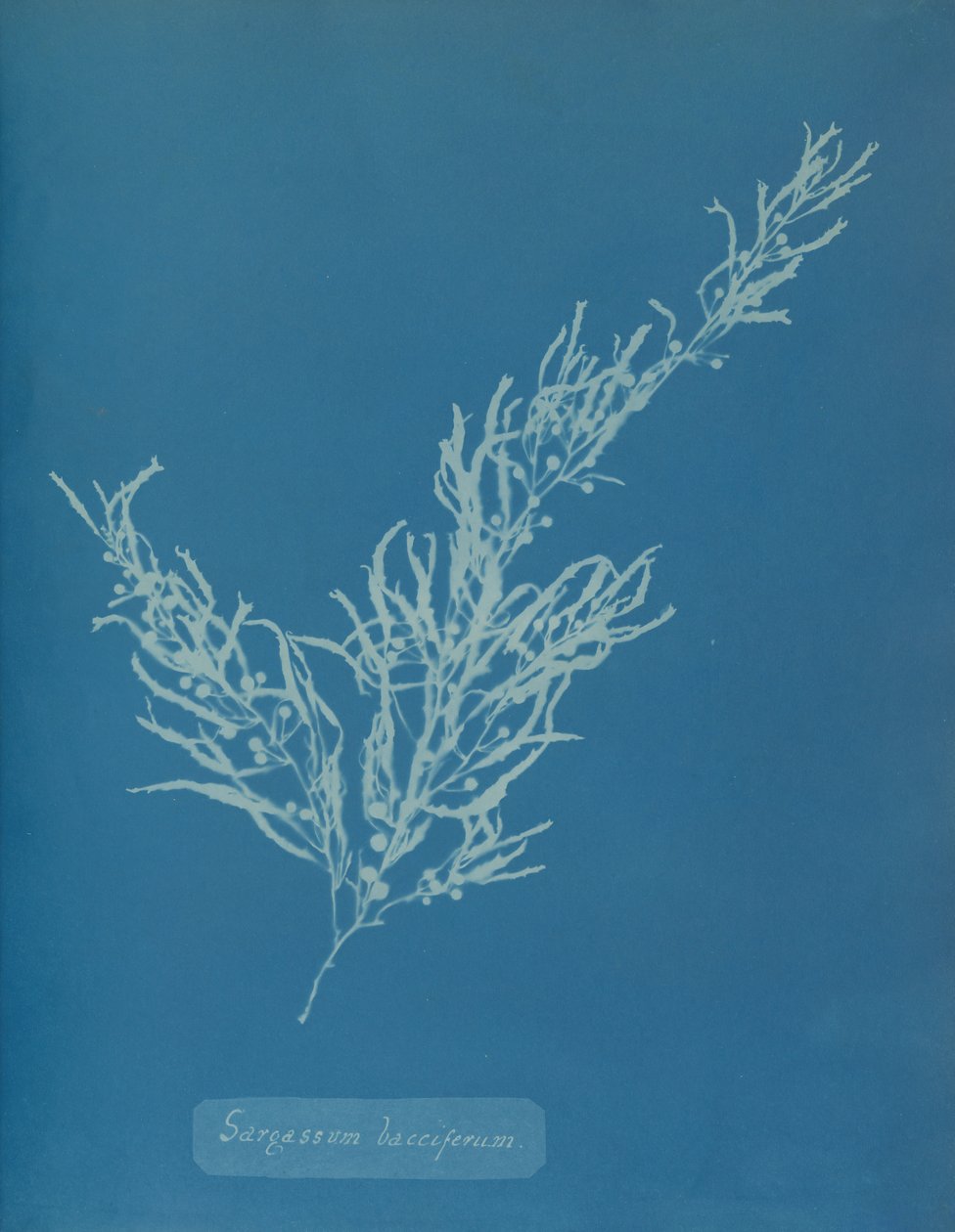 Sargassum bacciferum, ca. 1853. 作者 安娜·阿特金斯（Anna Atkins）