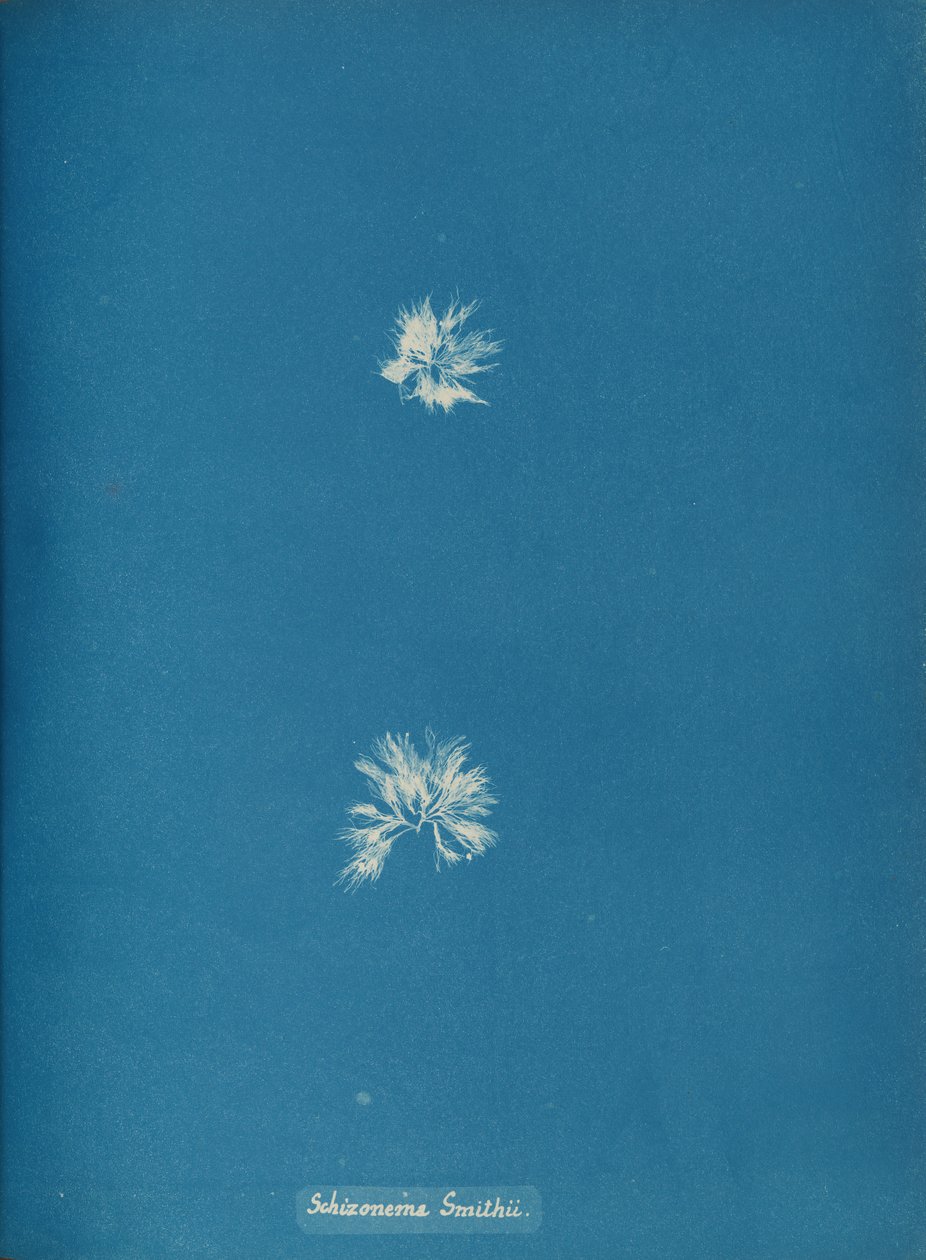 Schizonema Smithii, ca. 1853. 作者 安娜·阿特金斯（Anna Atkins）