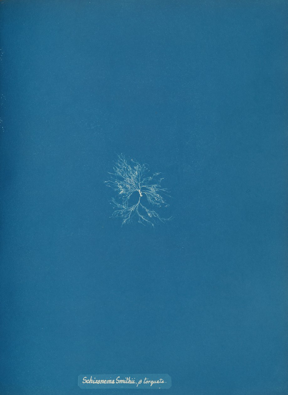 Schizonema Smithii, ß torqata, ca. 1853. 作者 安娜·阿特金斯（Anna Atkins）