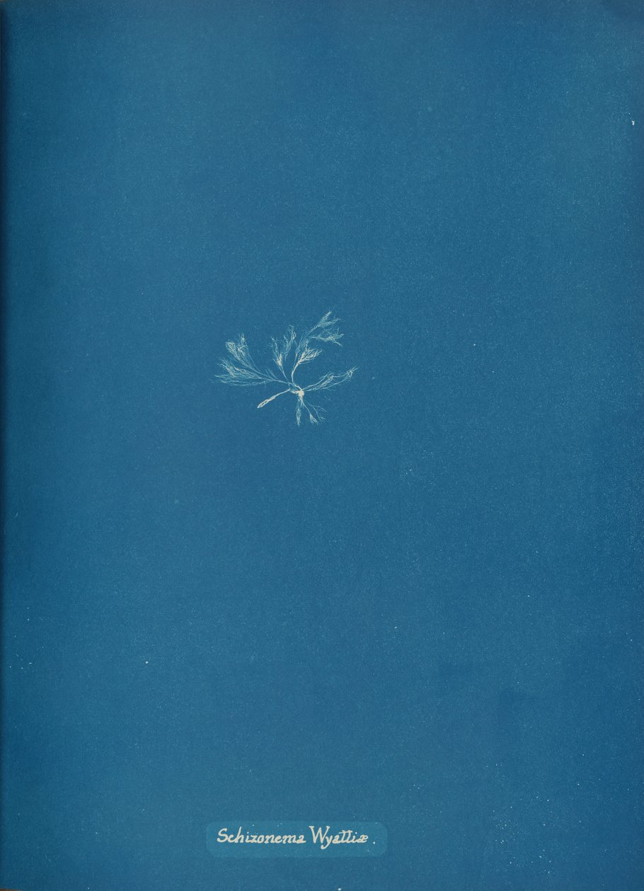 Schizonema Wyattiæ，约1853。 作者 安娜·阿特金斯（Anna Atkins）