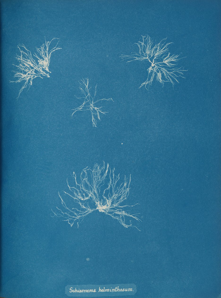Schizonema helminthosum, ca. 1853. 作者 安娜·阿特金斯（Anna Atkins）