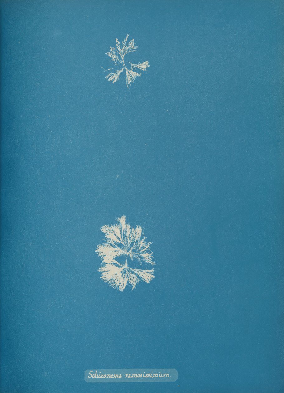 Schizonema ramosissimium, ca. 1853. 作者 安娜·阿特金斯（Anna Atkins）