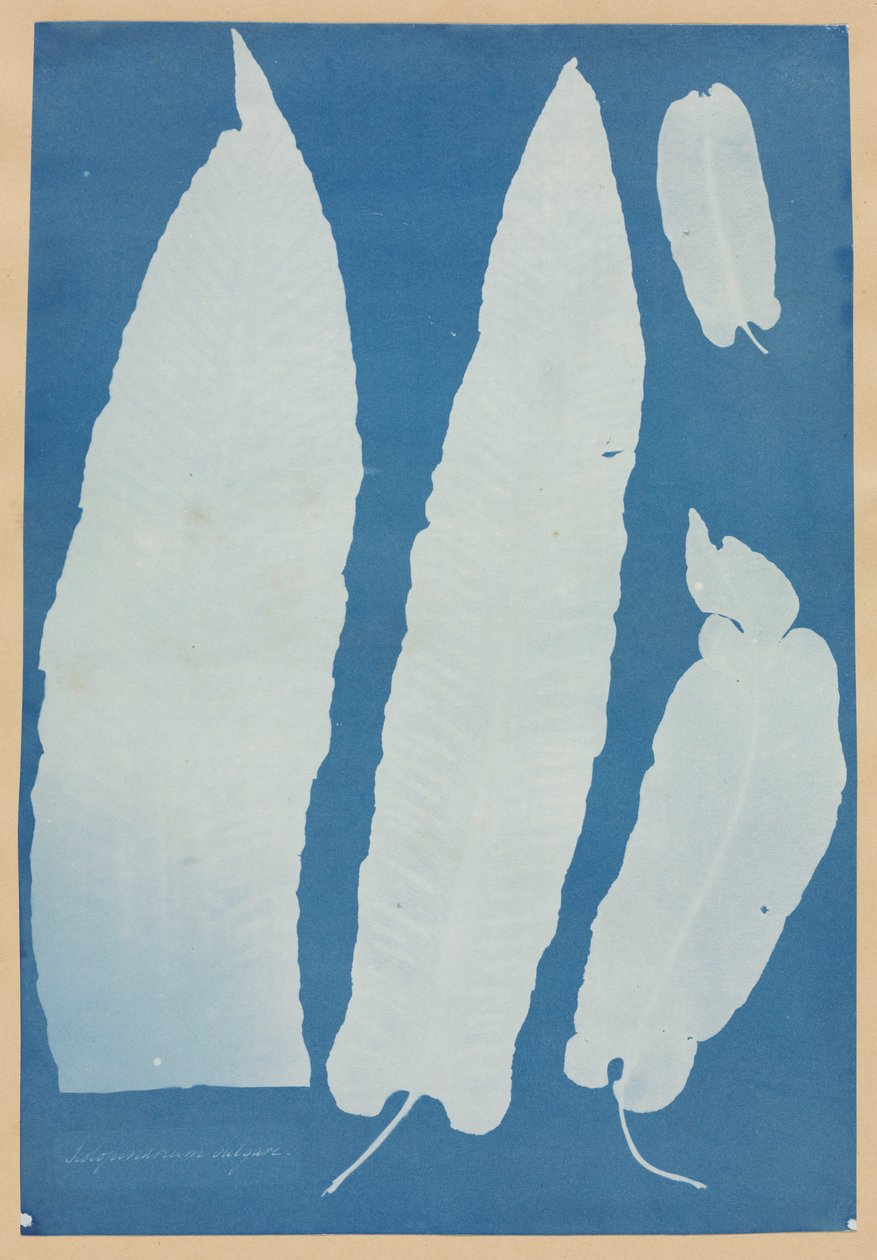 Sulopendrium Vulgare，1852-1854年。 作者 安娜·阿特金斯（Anna Atkins）