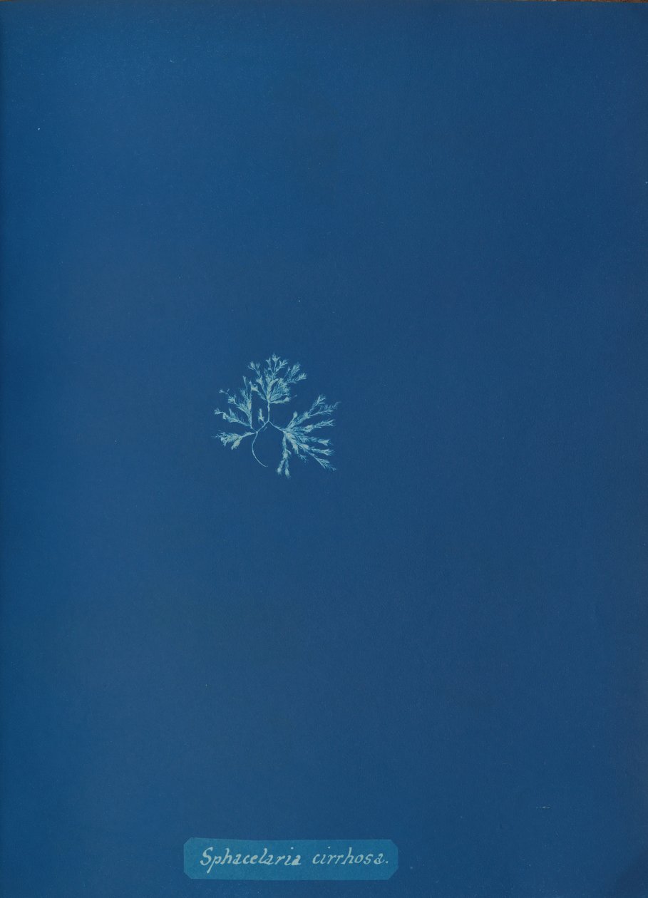 Sphacelaria cirrhosa, ca. 1853. 作者 安娜·阿特金斯（Anna Atkins）