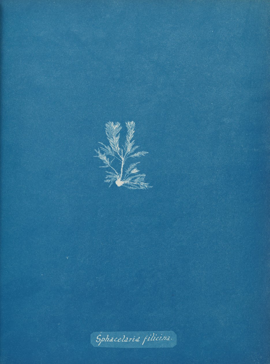 Sphacelaria filicina, ca. 1853. 作者 安娜·阿特金斯（Anna Atkins）