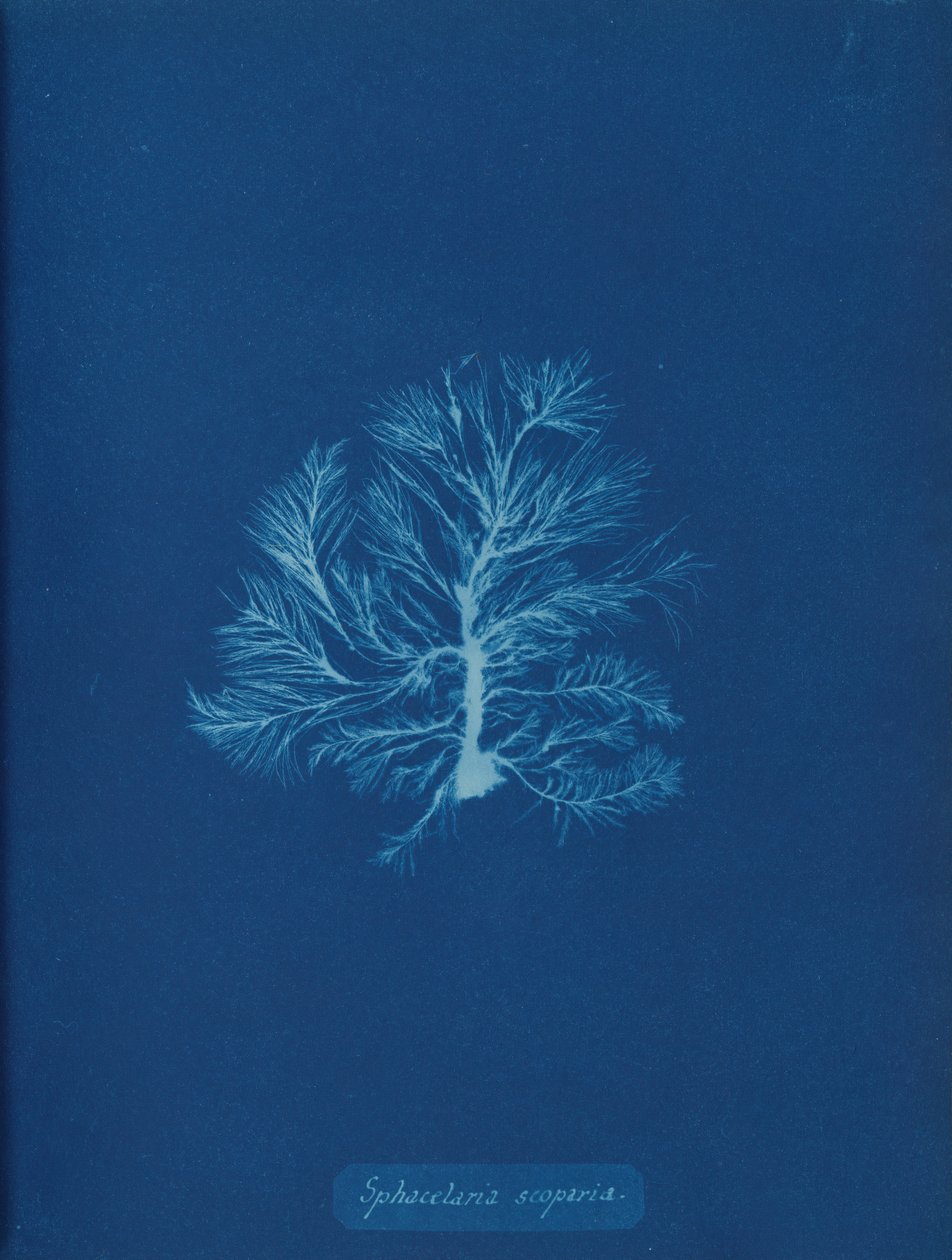 Sphacelaria scoparia, ca. 1853. 作者 安娜·阿特金斯（Anna Atkins）