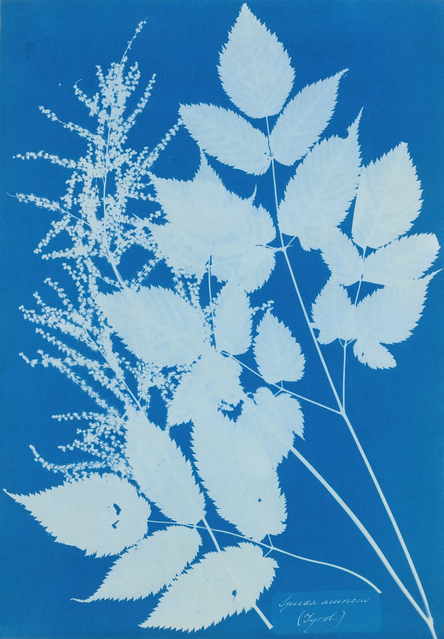Spiraea aruncus Tyrol, 1851-54. 作者 安娜·阿特金斯（Anna Atkins）