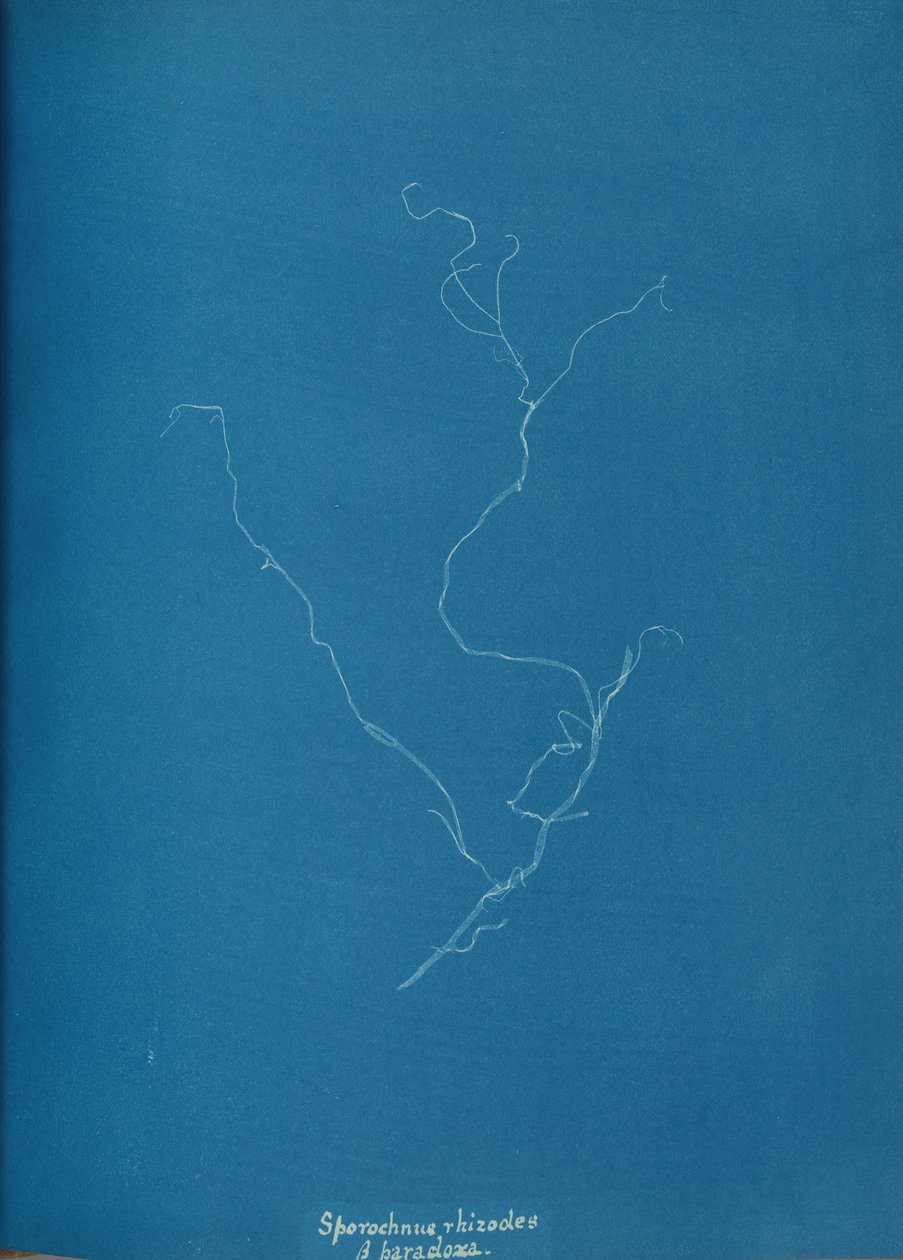 Sporochnius rhizodes ß paracloxa, ca. 1853. 作者 安娜·阿特金斯（Anna Atkins）