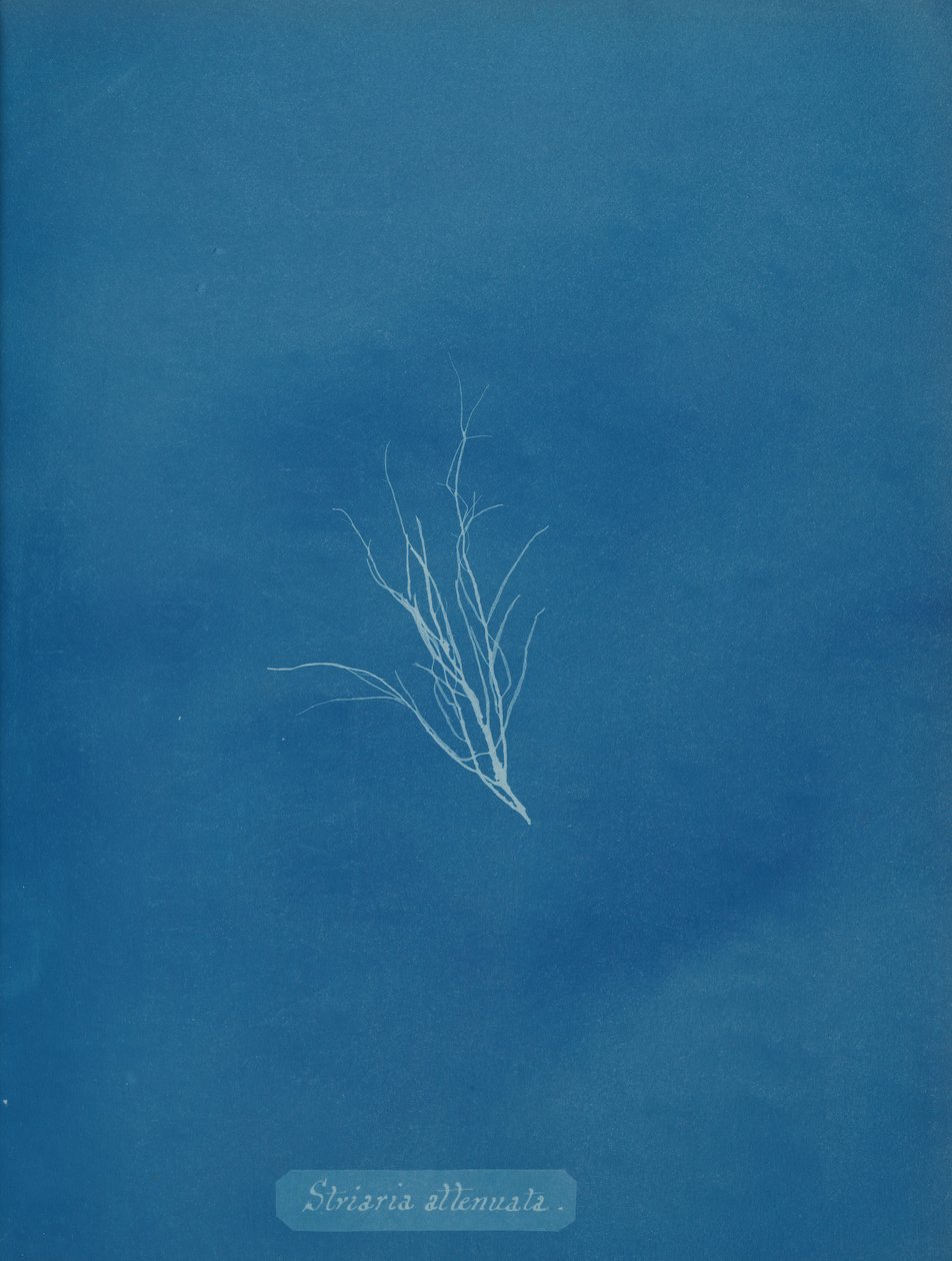 Striaria attenuata, ca. 1853. 作者 安娜·阿特金斯（Anna Atkins）