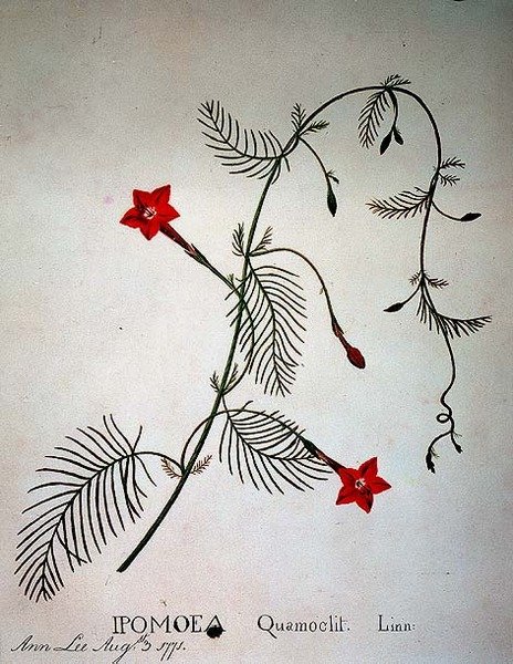 柏树藤：红豆杉（Ipomoea quomoclit 作者 李安娜