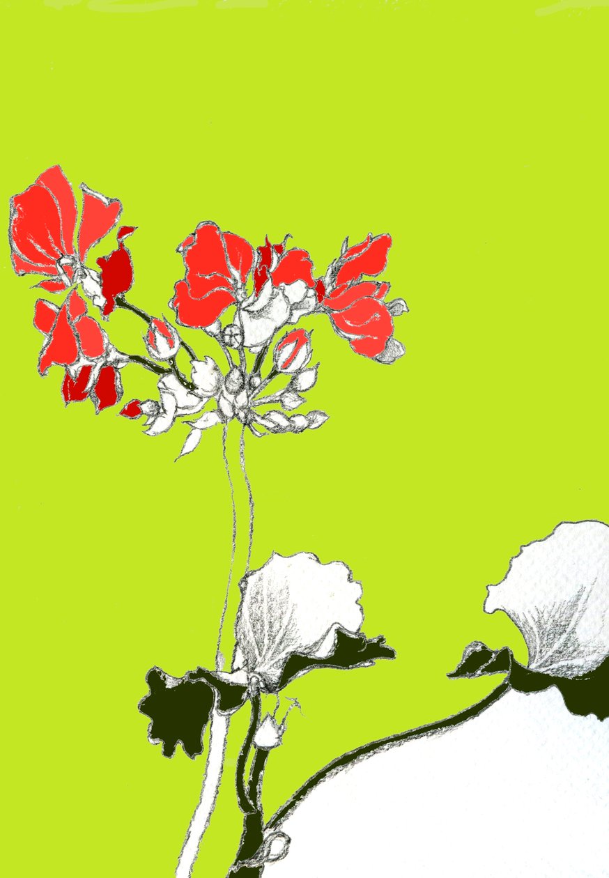 天竺葵 作者 安娜·普拉茨（Anna Platts）