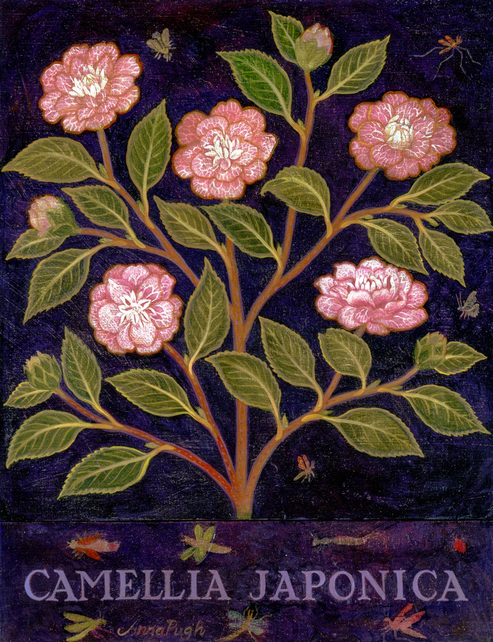 山茶花 作者 