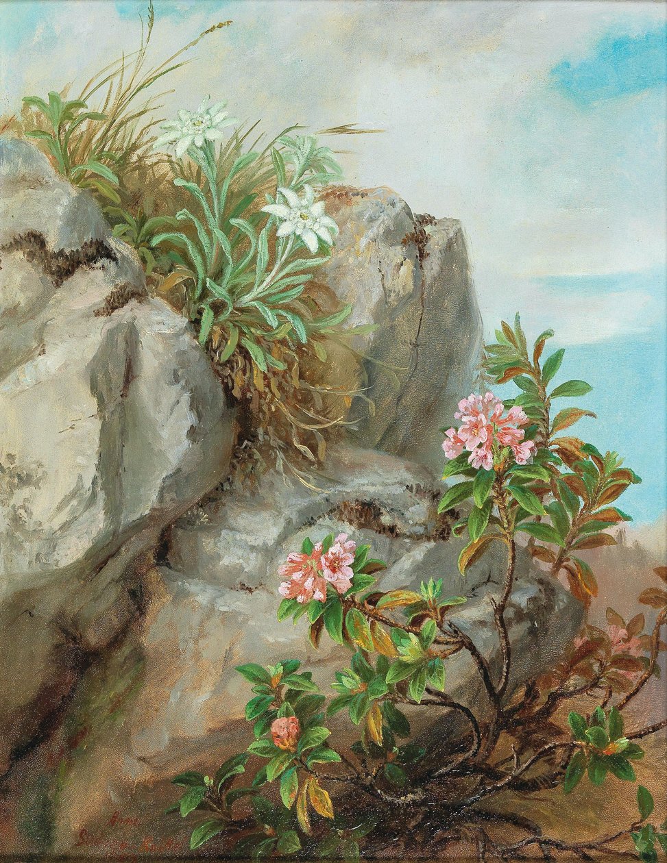 高山玫瑰 作者 安娜·斯坦纳·针织