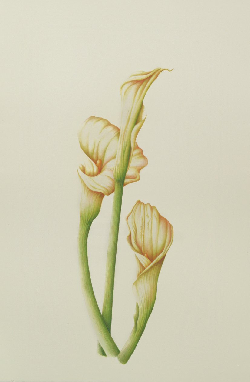 Arum Lily，2001（wc on paper） 作者 安娜贝尔·巴雷特（Annabel Barrett）