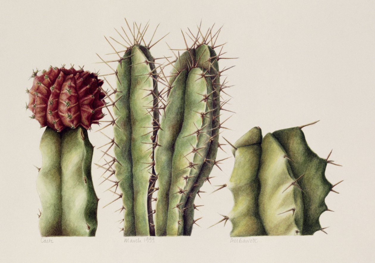 Cacti，1999（wc on paper） 作者 安娜贝尔·巴雷特（Annabel Barrett）