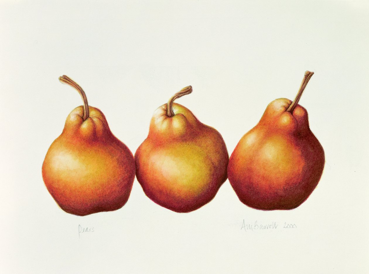 梨，2000年（纸上wc） 作者 安娜贝尔·巴雷特（Annabel Barrett）