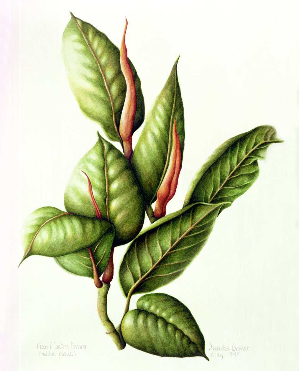 橡胶厂，1999年（纸上谈生） 作者 安娜贝尔·巴雷特（Annabel Barrett）
