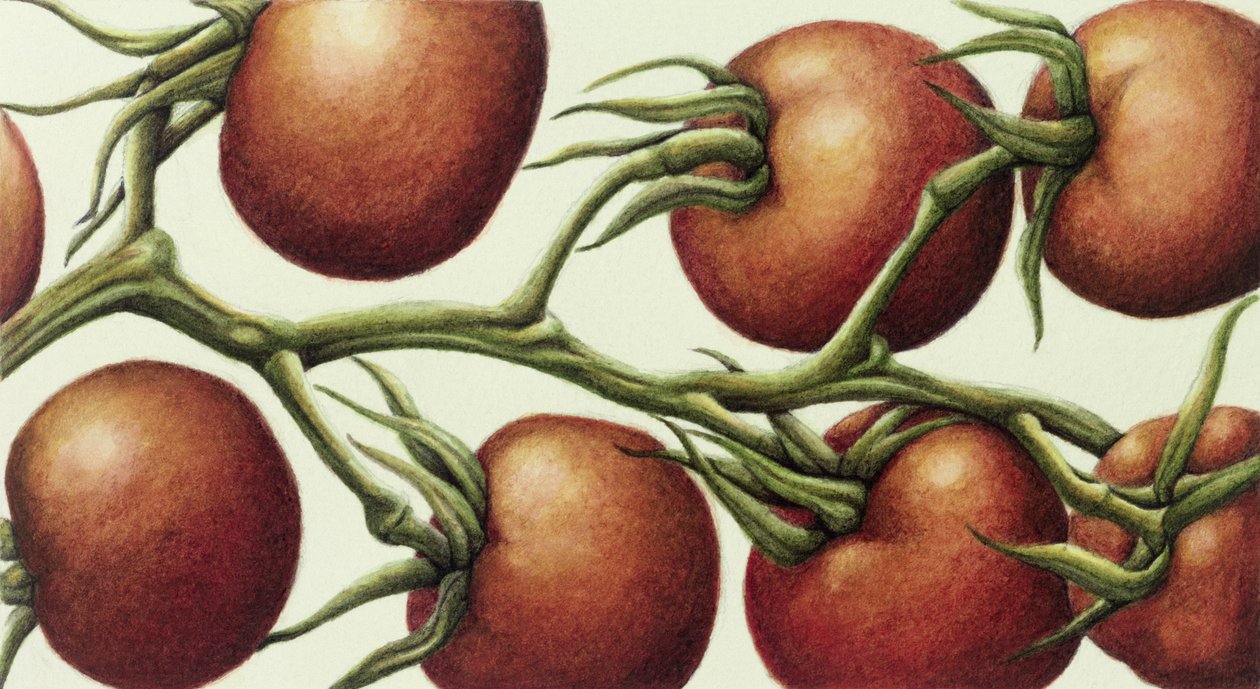 番茄藤，1999年（纸上wc） 作者 安娜贝尔·巴雷特（Annabel Barrett）