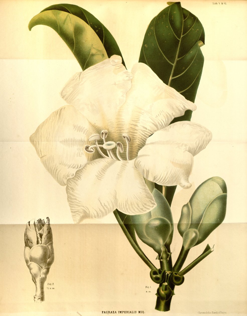 Fagraea imperialis 作者 年鉴 Musei botanici lugduno batavi