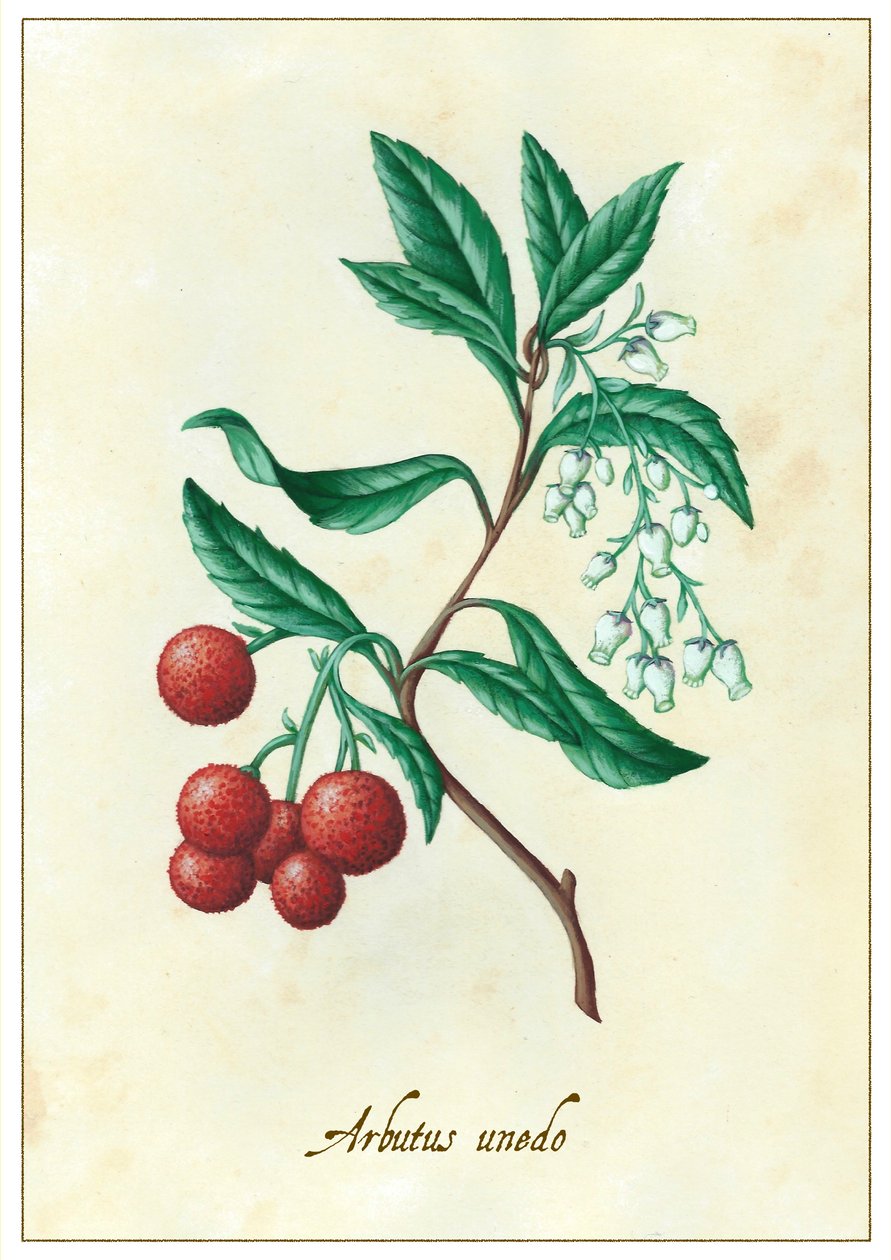 Arbutus unedo，2015 年（水粉画） 作者 安娜丽莎·摩洛哥