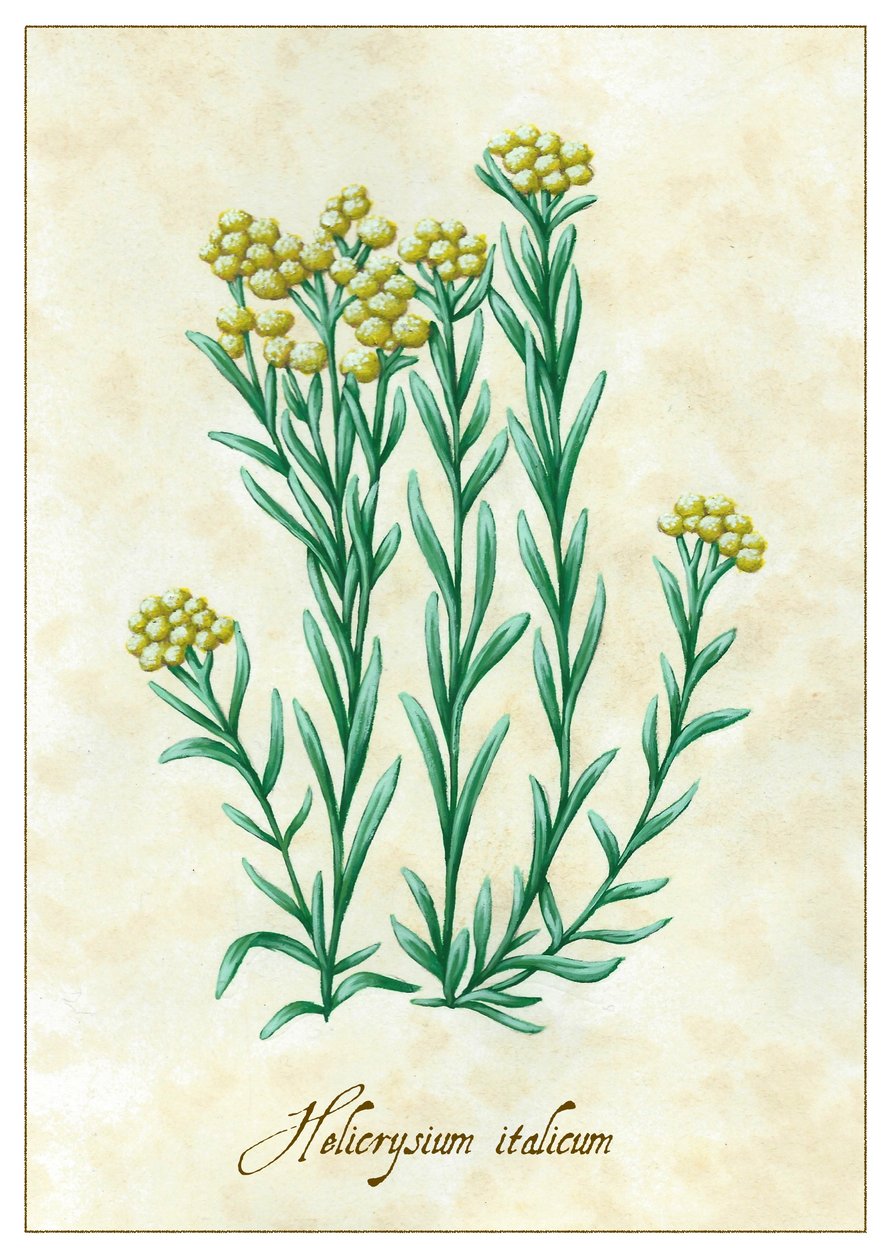 意大利腊菊，2015 年（水粉画） 作者 安娜丽莎·摩洛哥