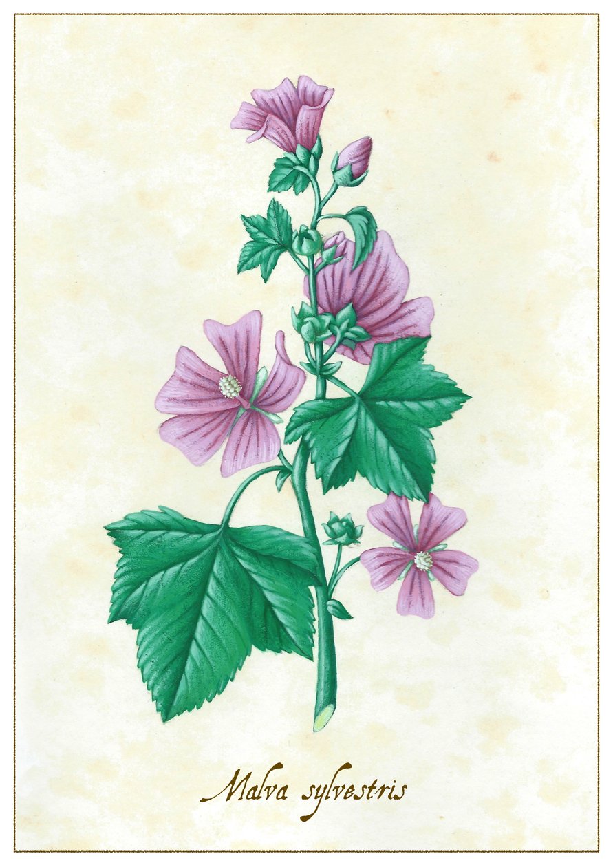 锦葵，2015 年（水粉画） 作者 安娜丽莎·摩洛哥