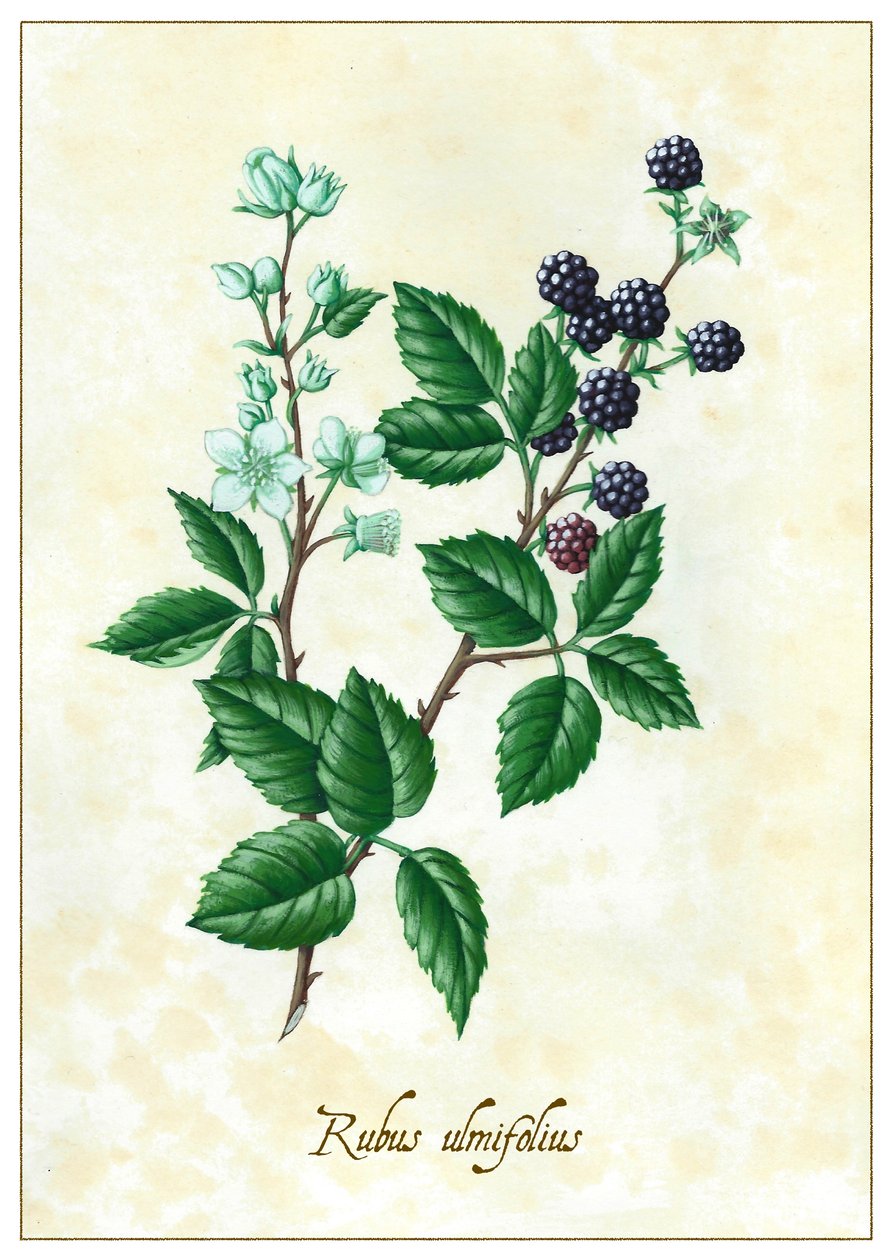 Rubus ulmifolius，2015 年（水粉画） 作者 安娜丽莎·摩洛哥