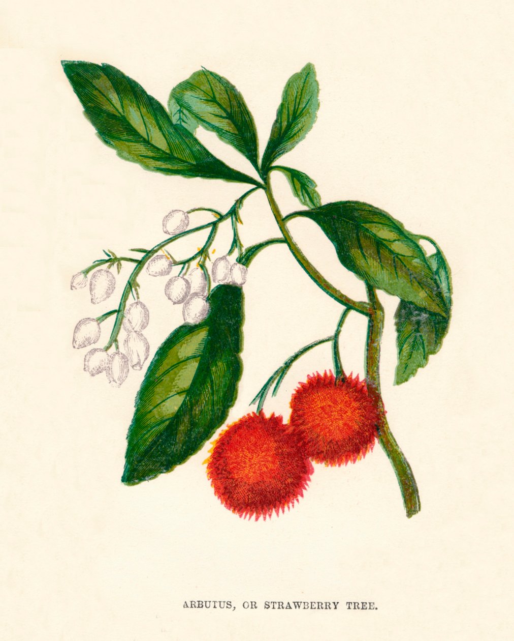 杨梅，或草莓树，c1891，1891年 作者 安妮普拉特