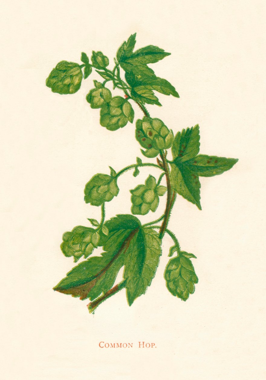 普通酒花，c1891，1891年 作者 安妮普拉特