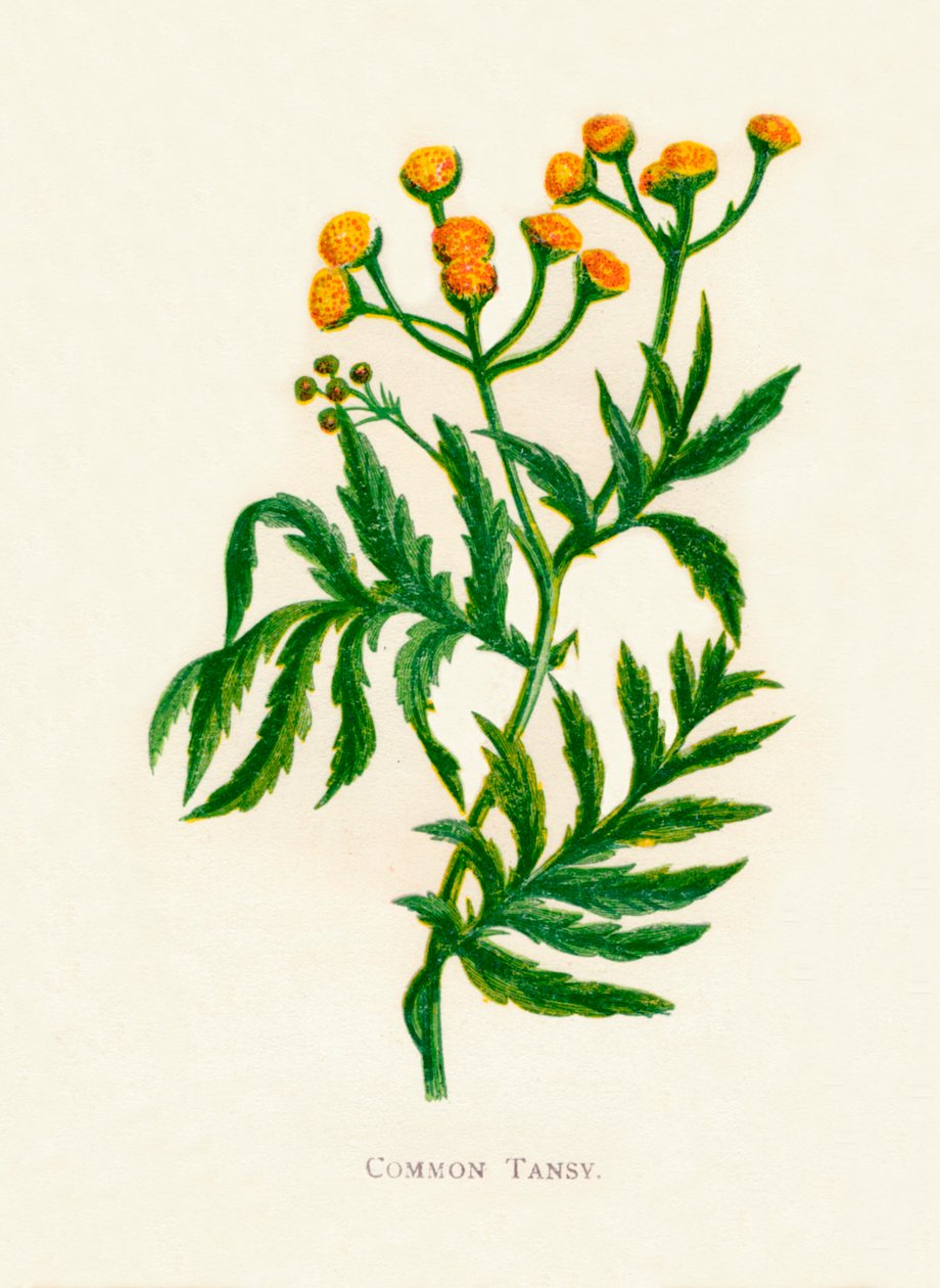 普通艾菊，c1891，1891年 作者 安妮普拉特