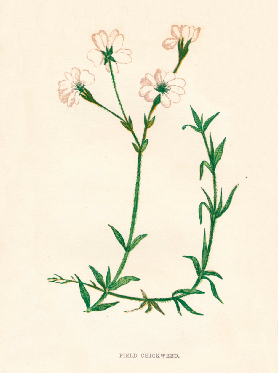 野地藜（Chickweed），c1891，1891年 作者 安妮普拉特