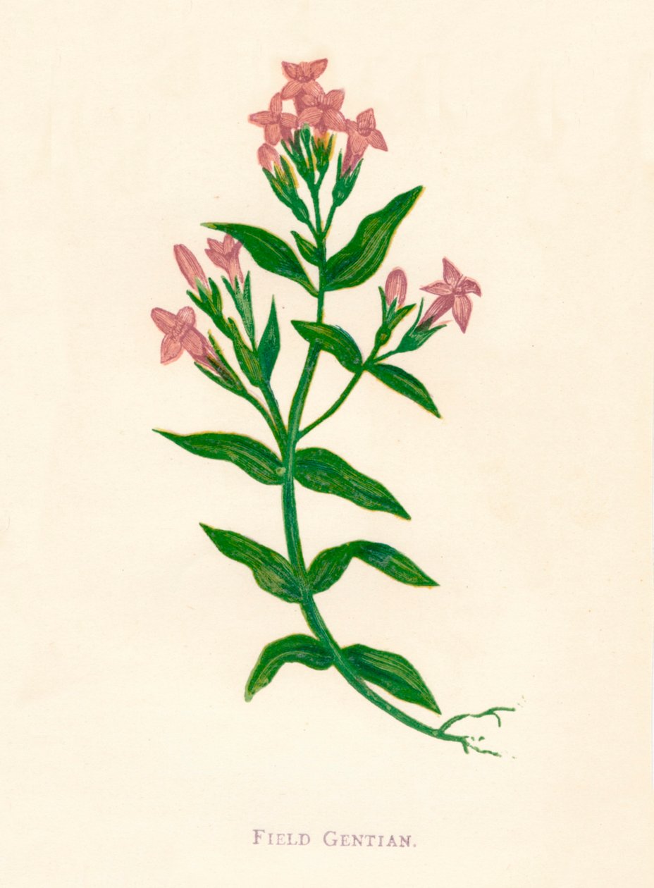Field Gentian，1891年左右，1891年 作者 安妮普拉特
