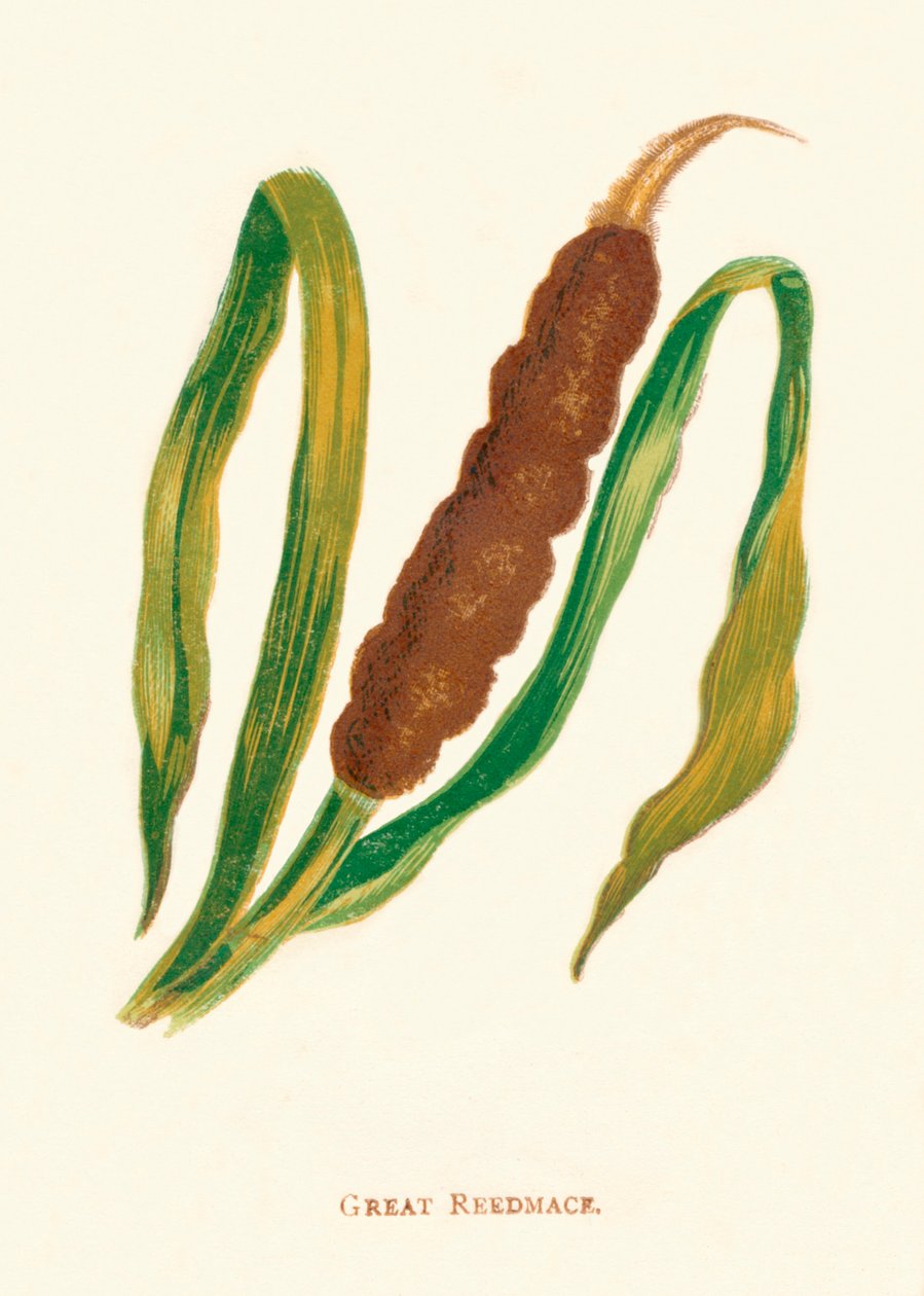 大里德迈斯（Great Reedmace），c1891，1891年 作者 安妮普拉特