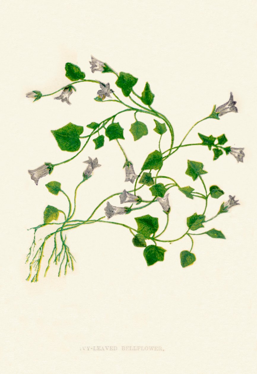 常春藤叶风铃草，c1891，1891 作者 安妮普拉特