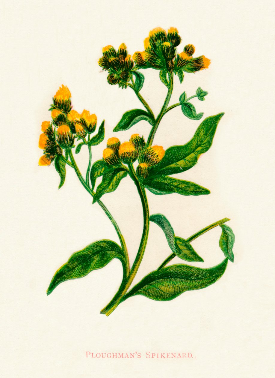 普洛曼斯·斯皮肯纳德（Ploughmans Spikenard），c1891，1891年 作者 安妮普拉特