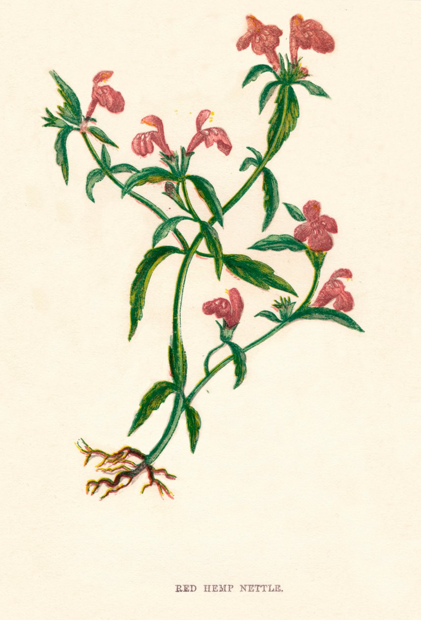 红麻荨麻，c1891，1891 作者 安妮普拉特