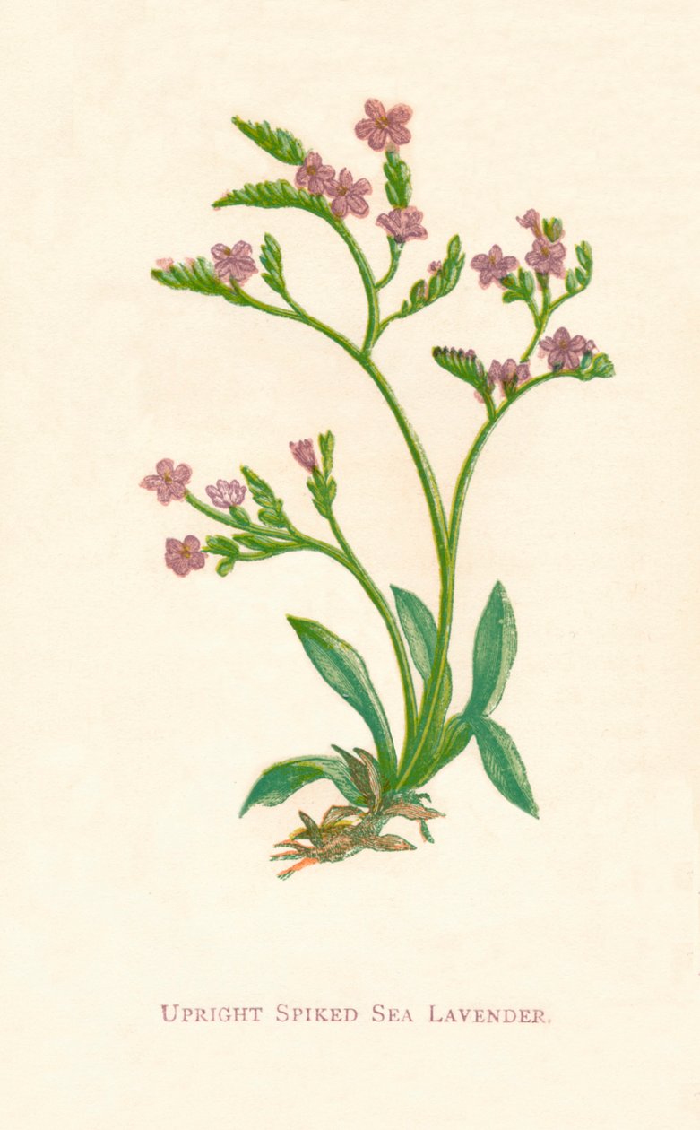 立式尖刺熏衣草，c1891，1891年 作者 安妮普拉特