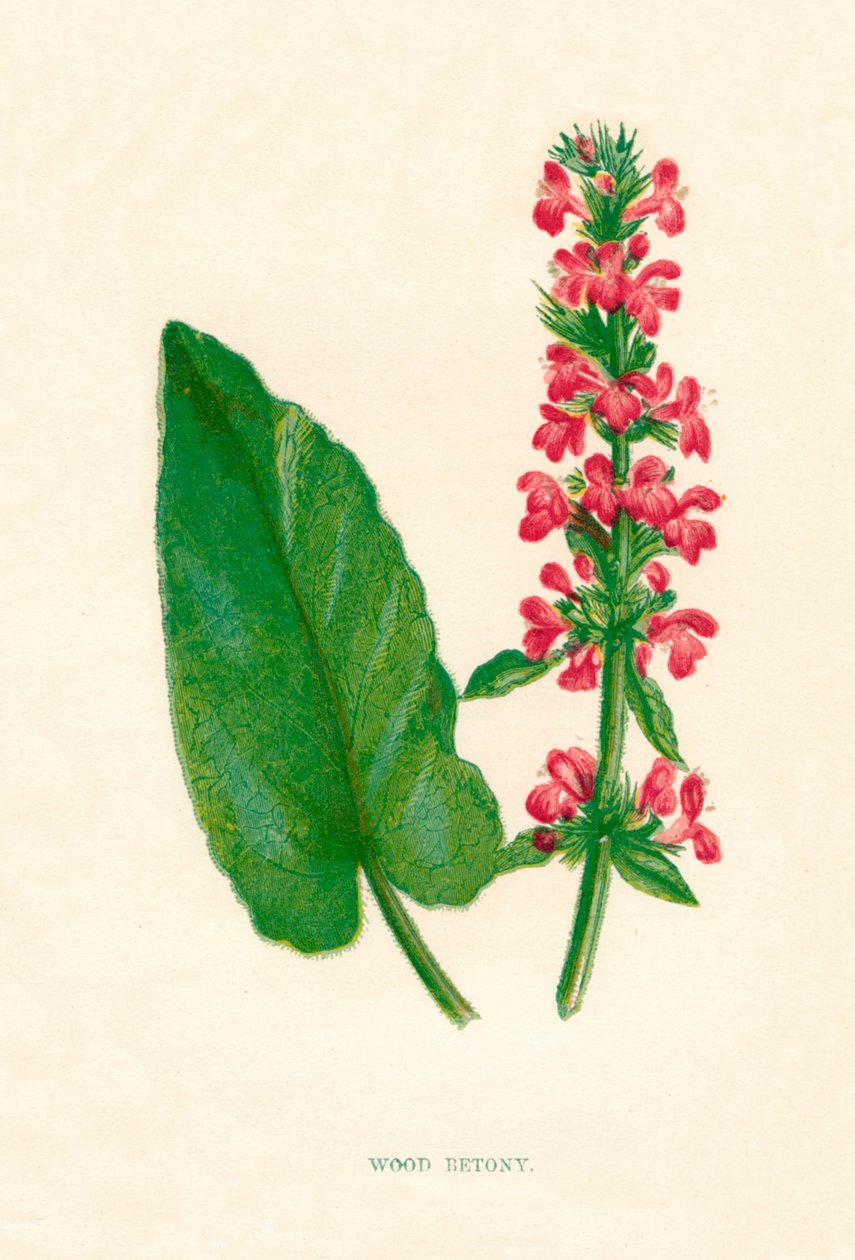 伍德·贝顿（Wood Betony），c1891，1891年 作者 安妮普拉特