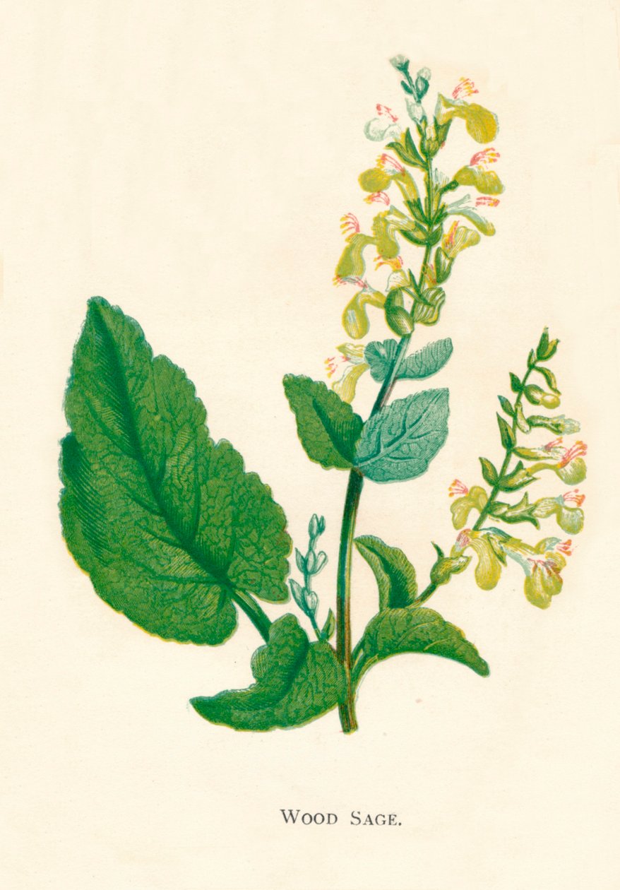 伍德·塞奇（Wood Sage），c1891，1891年 作者 安妮普拉特