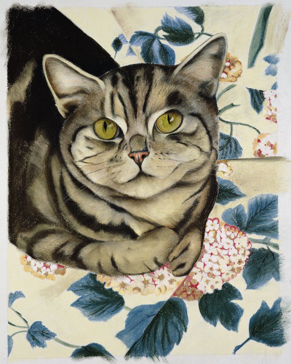 大花猫 作者 安妮·罗宾逊