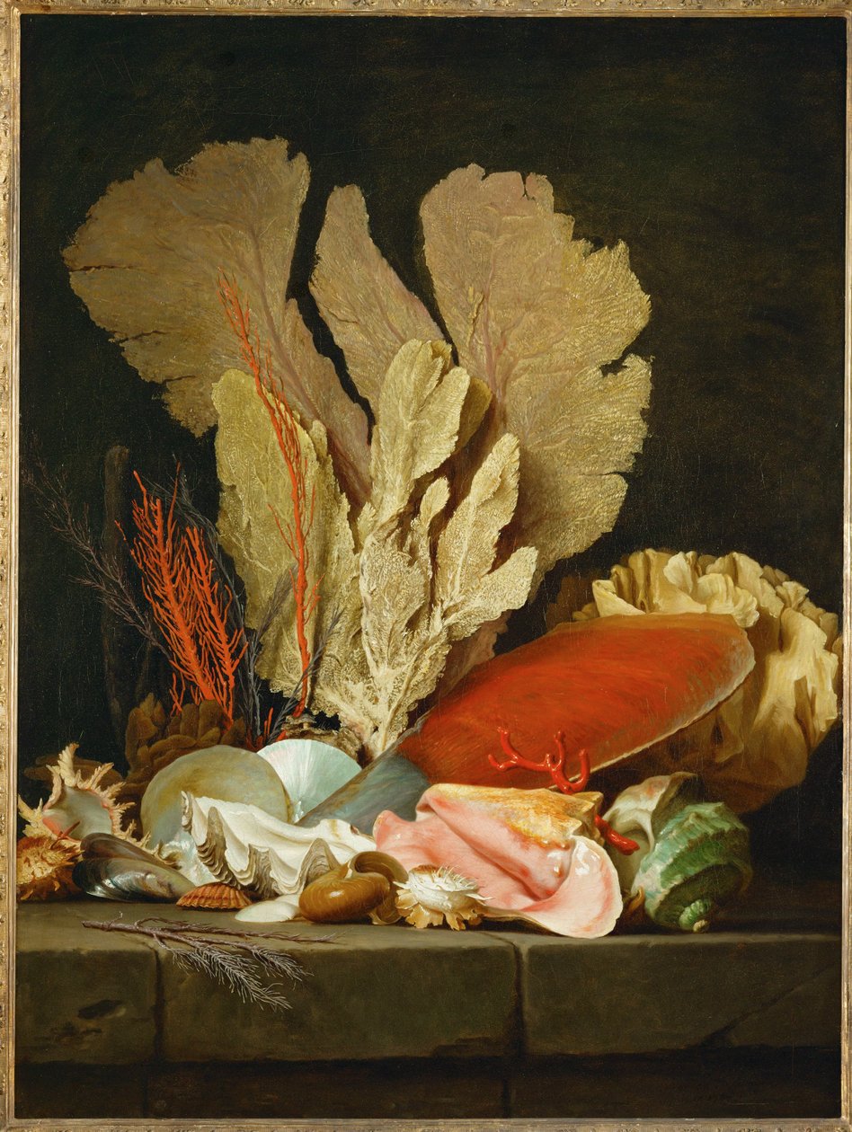 Panaches de mer, lithophytes et coquilles - 静物与贝壳和珊瑚... 作者 安妮·瓦莱德·卡斯特（Anne Vallayer-Coster）