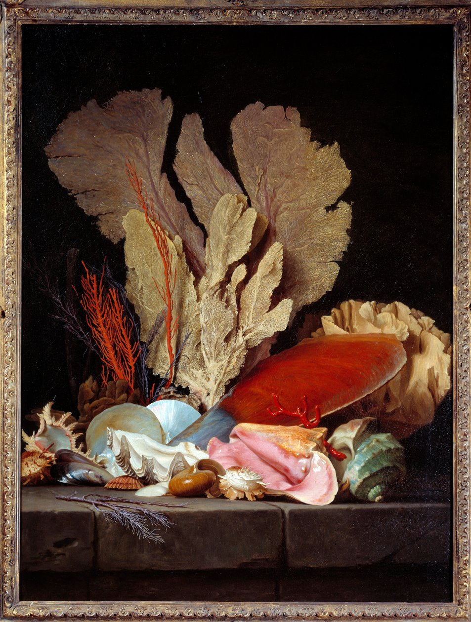 Sea Panaches 静物与贝壳。 Anne Vallayer Coster (1744-1818) 1769 年作画。 1,3x0,97 m 作者 安妮·瓦莱尔·科斯特