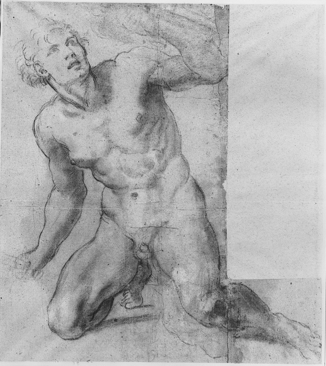 研究菲尼亚斯 - 法尔内塞画廊 作者 Annibale Carracci