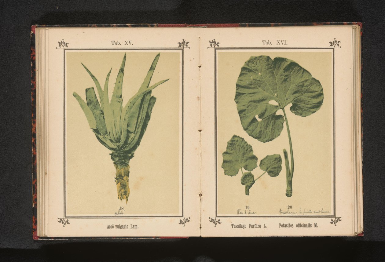 小款冬的叶子和大款冬的叶子
Tussilago farfara L. Petasites officinalis M.（物体上的标题） 作者 无名氏
