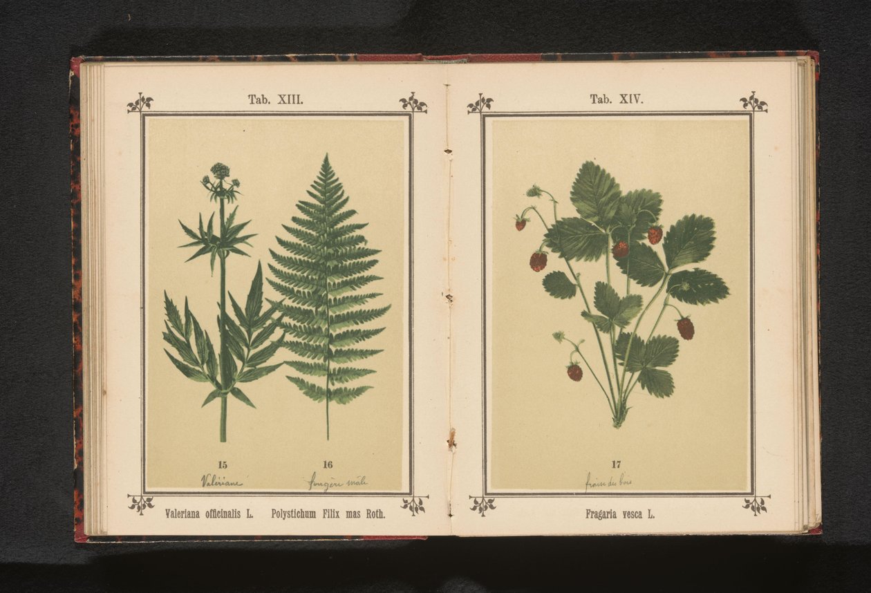 普通缬草和雄蕨的一根枝条
Valeriana officinalis L. Polystichum Filix mas Roth（物体上的标题） 作者 无名氏