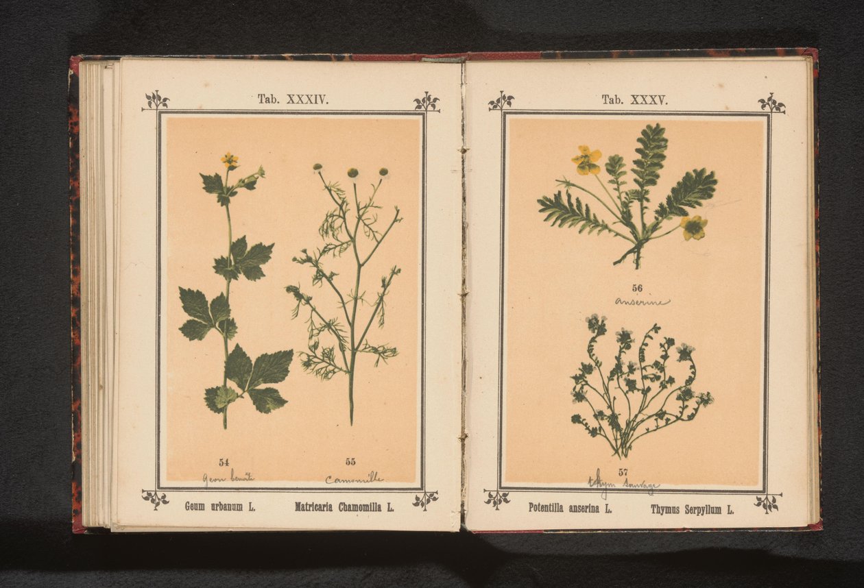 黄牛草和真正的洋甘菊 Geum Urbanum L. Matricaria Chamomilla L.（物体上的标题） 作者 无名氏