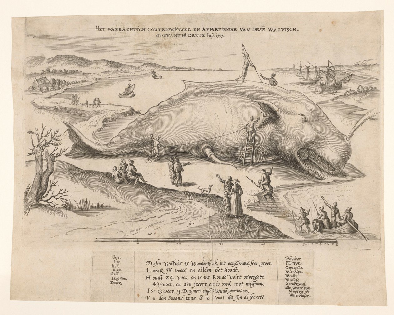 安特卫普附近搁浅的鲸鱼，1577 年
Waerachtich conterfeytsel en afmetinghe van dese[n] walvisch, ghevanghe[n] den 2 Juli 1577（标题见实物） 作者 无名氏